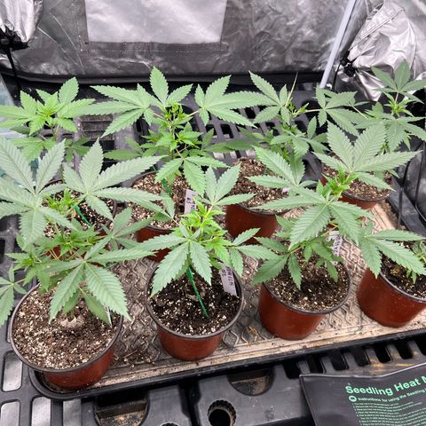 BGHB99C99 #1 growlog timeline photo