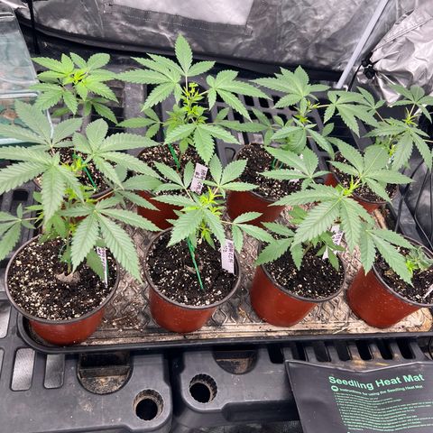 BGHB99C99 #1 growlog timeline photo