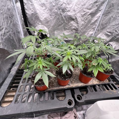 BGHB99C99 #1 growlog photo: Almost ready for new pots.