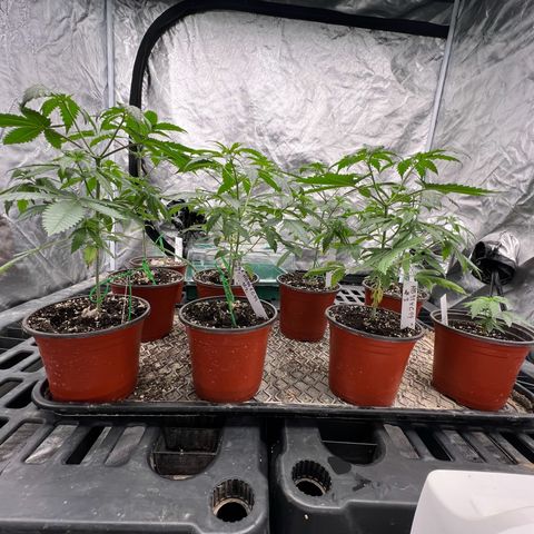 BGHB99C99 #1 growlog photo: Almost ready for new pots.