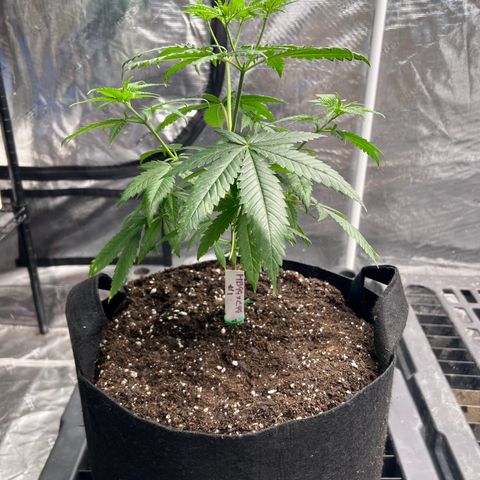 BGHB99C99 #1 growlog timeline photo