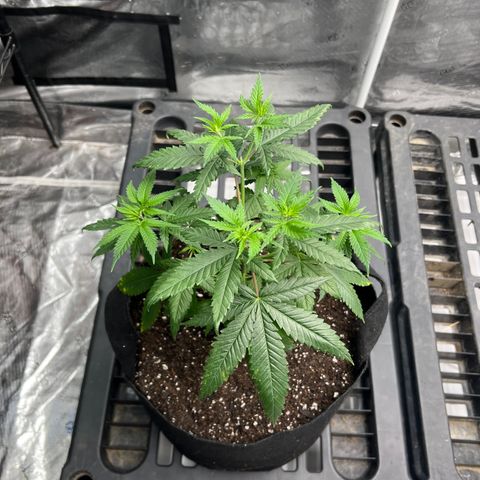 BGHB99C99 #1 growlog timeline photo