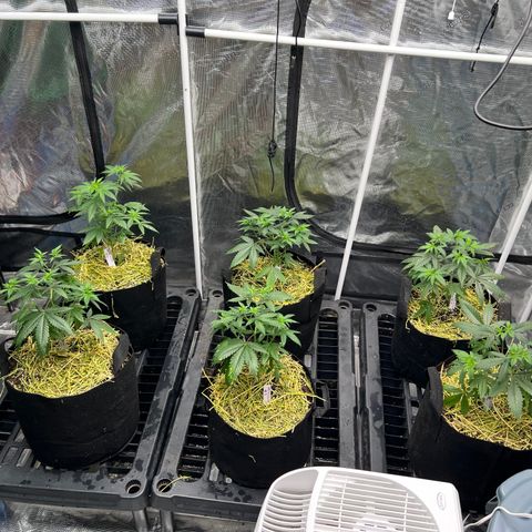 BGHB99C99 #1 growlog timeline photo