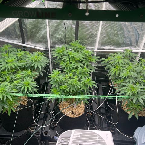 BGHB99C99 #1 growlog photo: Day before trim and flip 