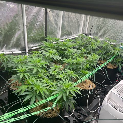BGHB99C99 #1 growlog photo: Day before trim and flip 