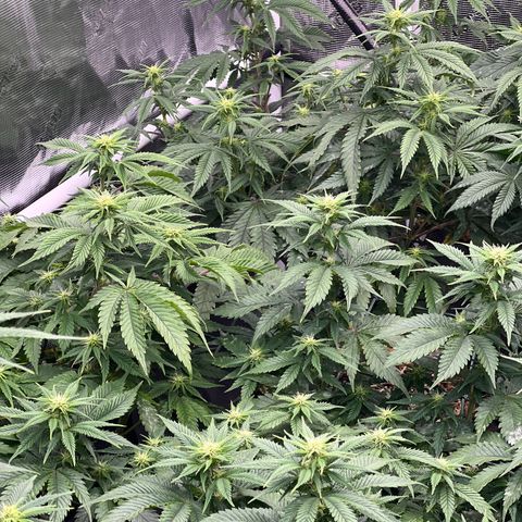 BGHB99C99 #1 growlog timeline photo