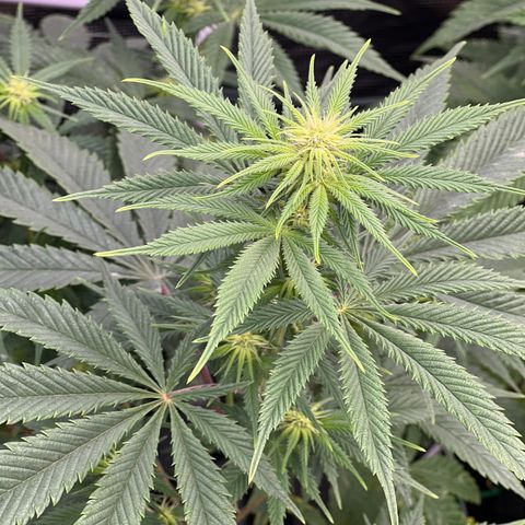 BGHB99C99 #1 growlog timeline photo