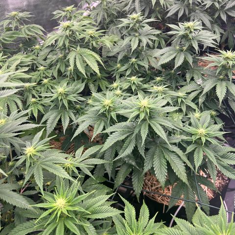 BGHB99C99 #1 growlog timeline photo