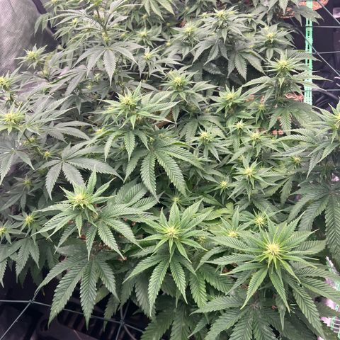 BGHB99C99 #1 growlog timeline photo