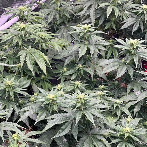 BGHB99C99 #1 growlog timeline photo