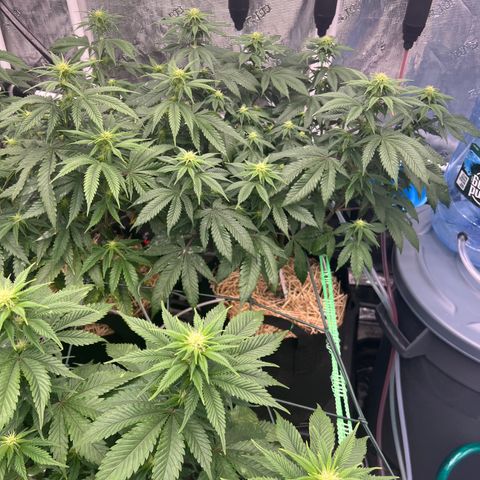 BGHB99C99 #1 growlog timeline photo