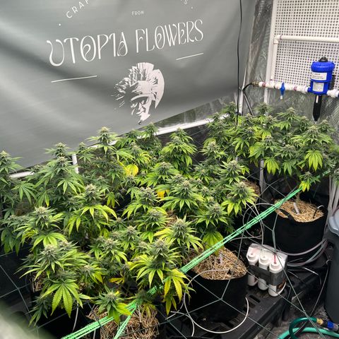 BGHB99C99 #1 growlog timeline photo
