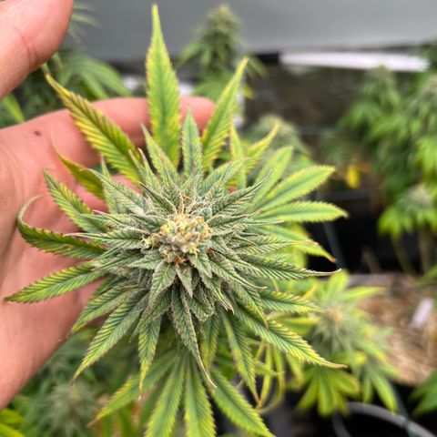 BGHB99C99 #1 growlog timeline photo