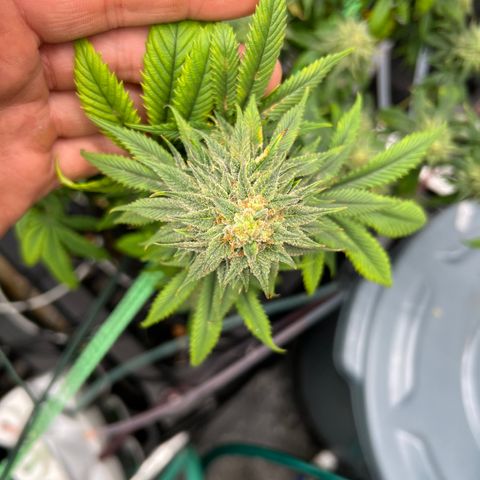 BGHB99C99 #1 growlog timeline photo
