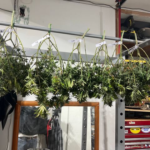 BGHB99C99 #1 growlog timeline photo