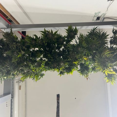 BGHB99C99 #1 growlog timeline photo