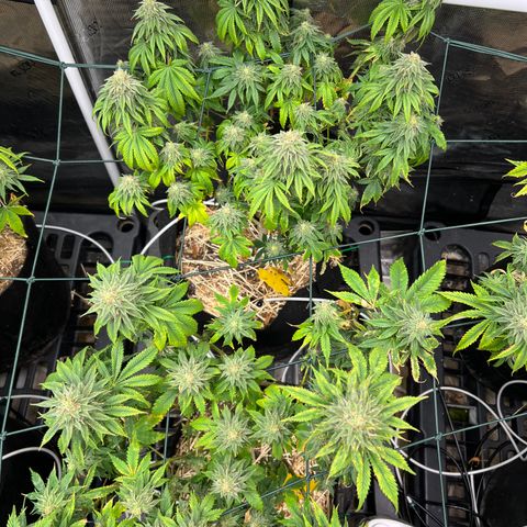 BGHB99C99 #1 growlog timeline photo