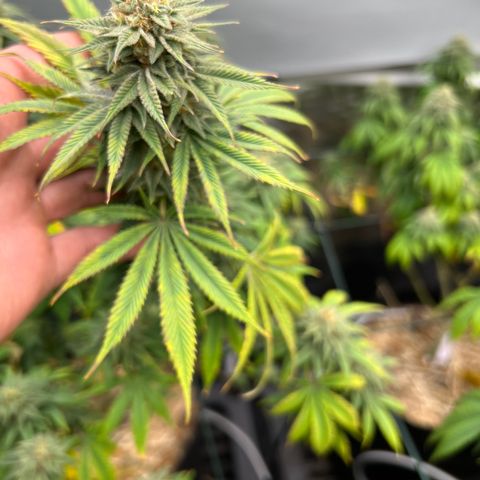 BGHB99C99 #1 growlog timeline photo