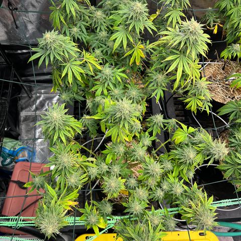 BGHB99C99 #1 growlog timeline photo