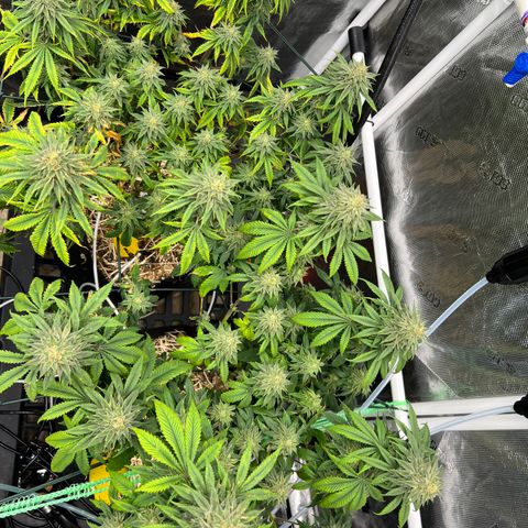 BGHB99C99 #1 growlog timeline photo