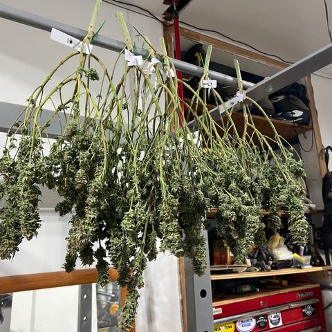 BGHB99C99 #1 growlog timeline photo