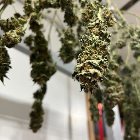 BGHB99C99 #1 growlog timeline photo