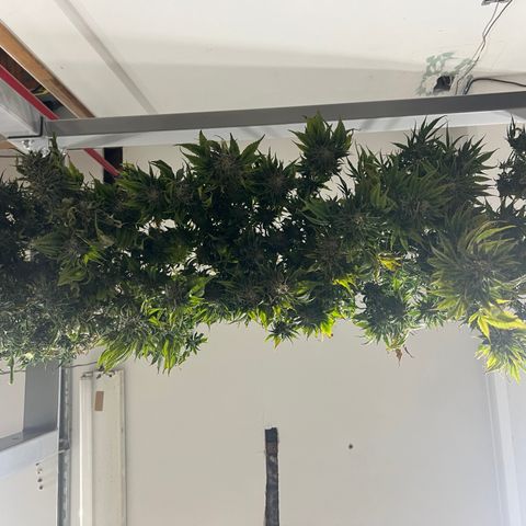 BGHB99C99 #1 growlog timeline photo