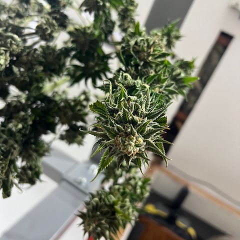 BGHB99C99 #1 growlog timeline photo