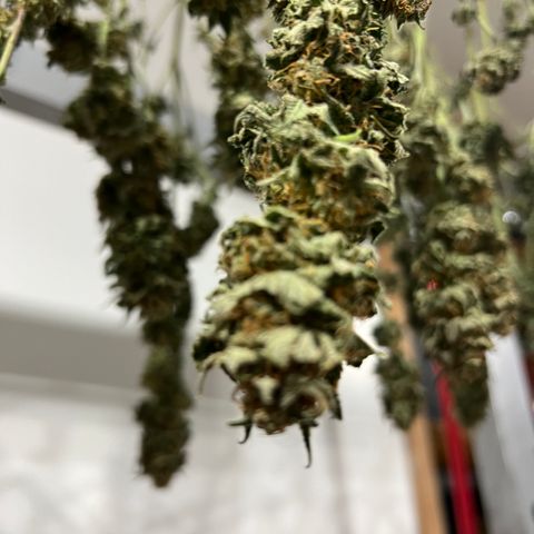 BGHB99C99 #1 growlog timeline photo