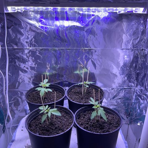 Purple Crash growlog timeline photo