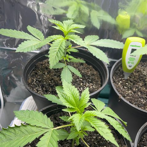Purple Crash growlog timeline photo