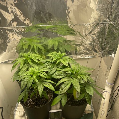 Purple Crash growlog timeline photo