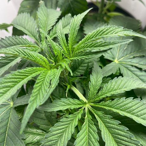 Purple Crash growlog timeline photo