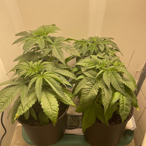 Purple Crash growlog timeline photo