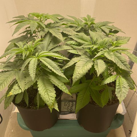 Purple Crash growlog timeline photo