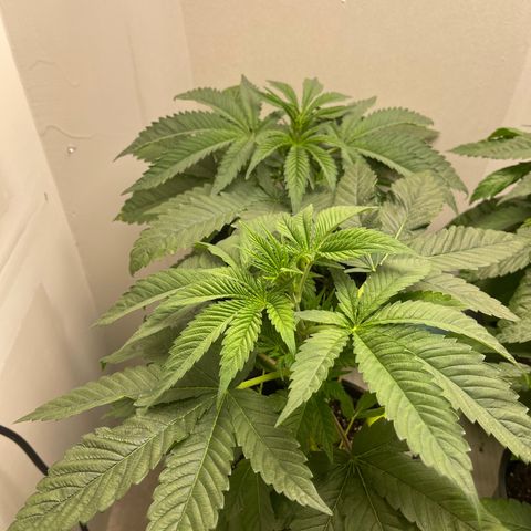 Purple Crash growlog timeline photo