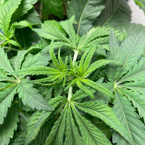 Purple Crash growlog timeline photo