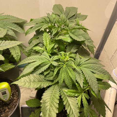 Purple Crash growlog timeline photo