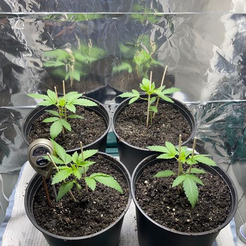 Purple Crash growlog timeline photo