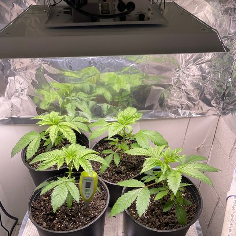 Purple Crash growlog timeline photo