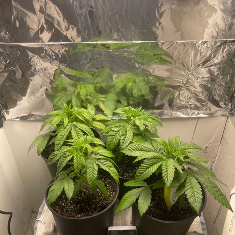 Purple Crash growlog timeline photo