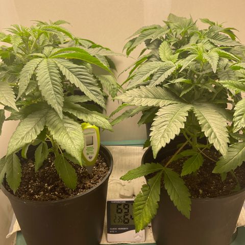 Purple Crash growlog timeline photo