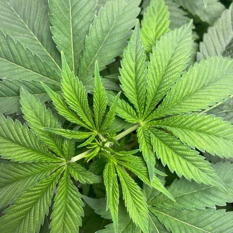 Purple Crash growlog timeline photo