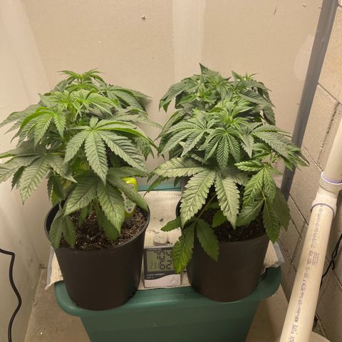 Purple Crash growlog timeline photo