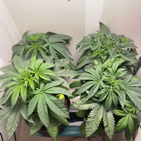 Purple Crash growlog timeline photo