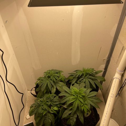 Purple Crash growlog timeline photo