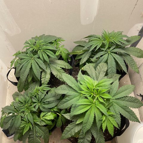 Purple Crash growlog timeline photo