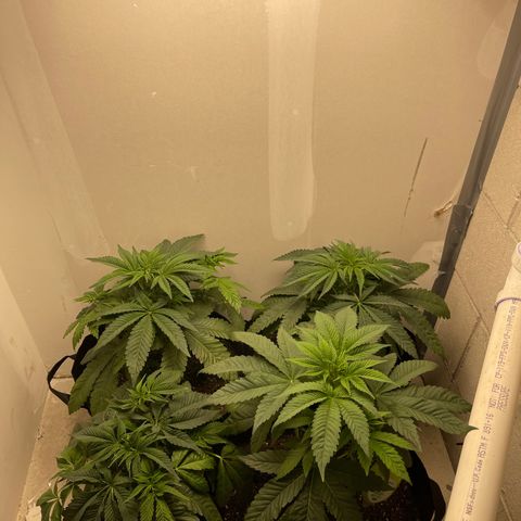 Purple Crash growlog timeline photo