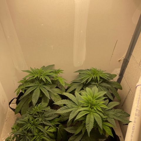 Purple Crash growlog timeline photo