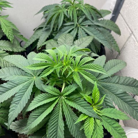 Purple Crash growlog timeline photo